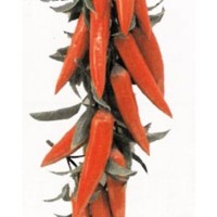 RED PEPPERS GARLAND 57 cm....